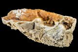 Gorgeous, Agatized Fossil Coral Geode - Florida #188147-2